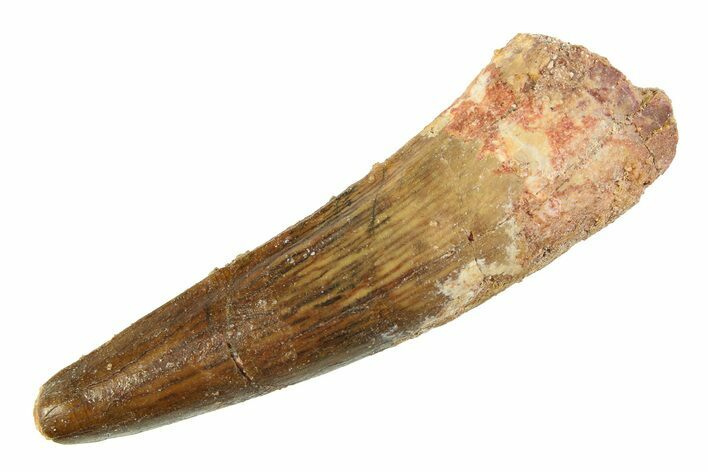 Fossil Spinosaurus Tooth - Real Dinosaur Tooth #354752